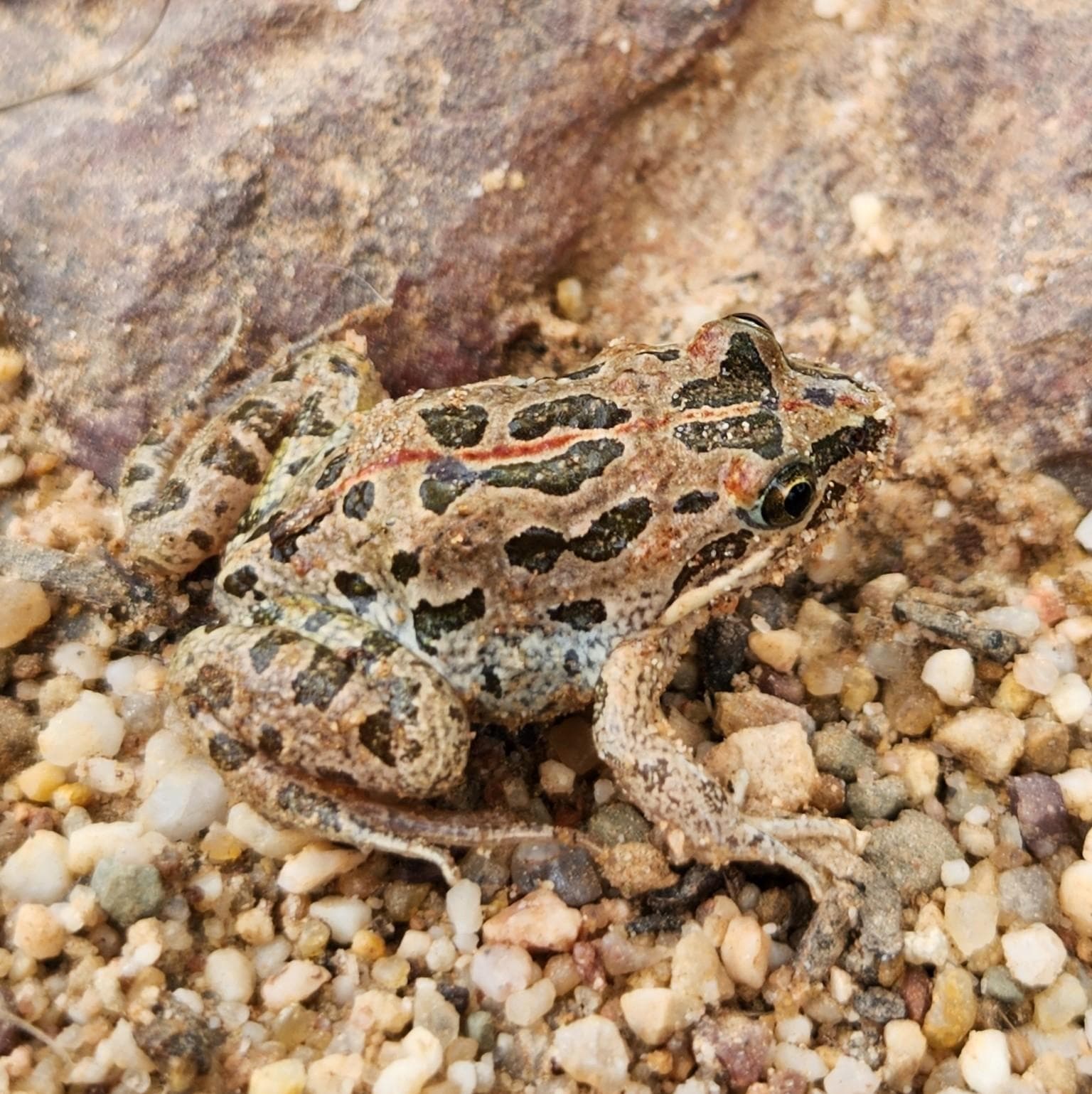Prickig gräsgroda — 3/3