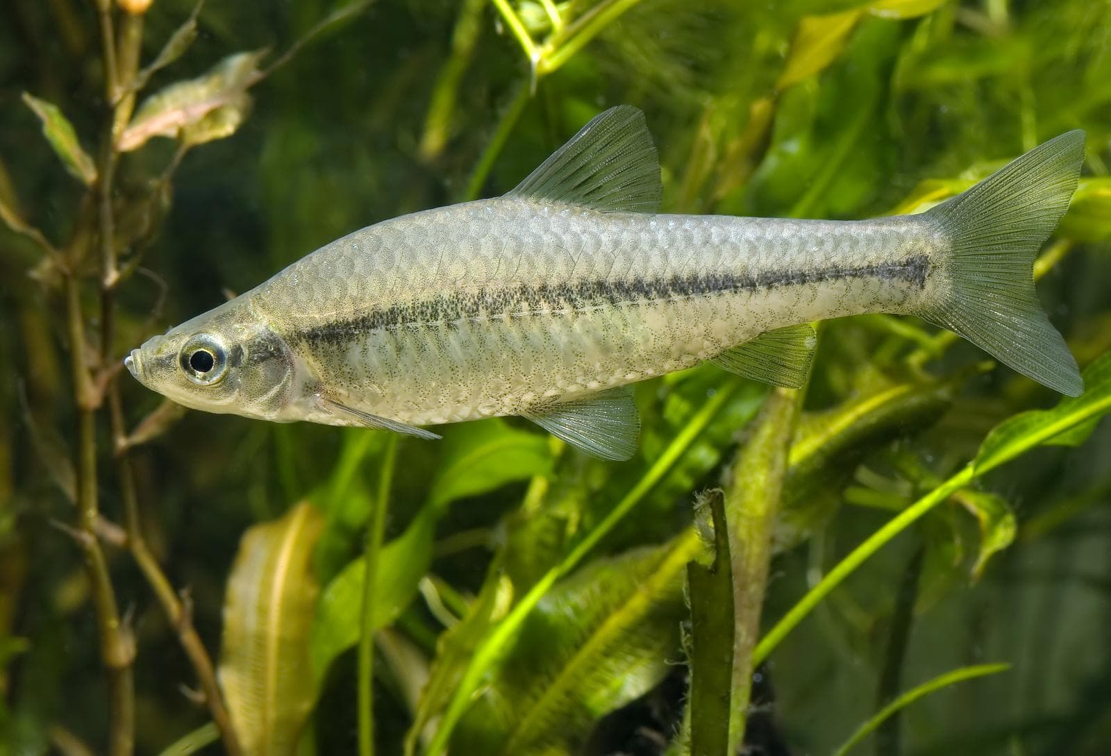Pseudorasbora — 2/3