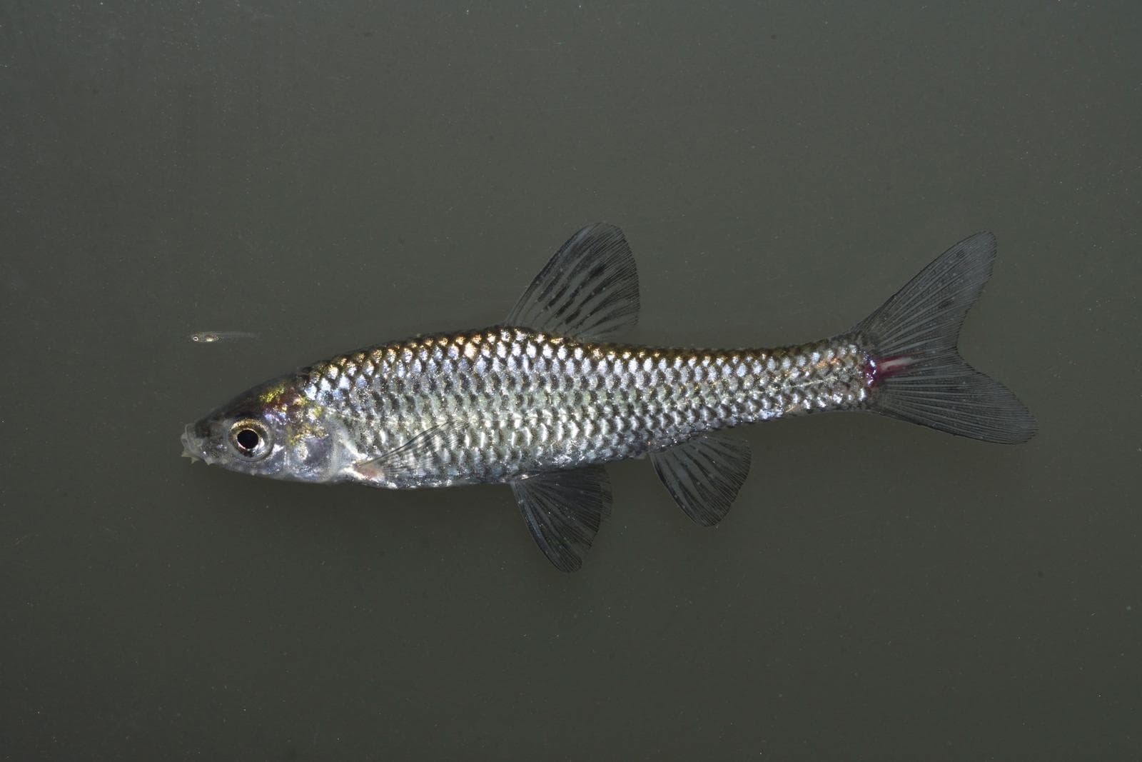 Pseudorasbora — 3/3