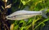 Pseudorasbora