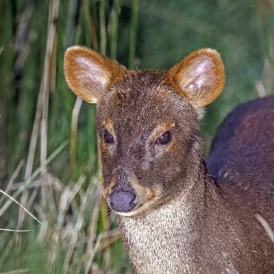 Pudú