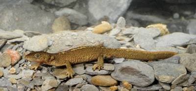 Pyrenésalamander