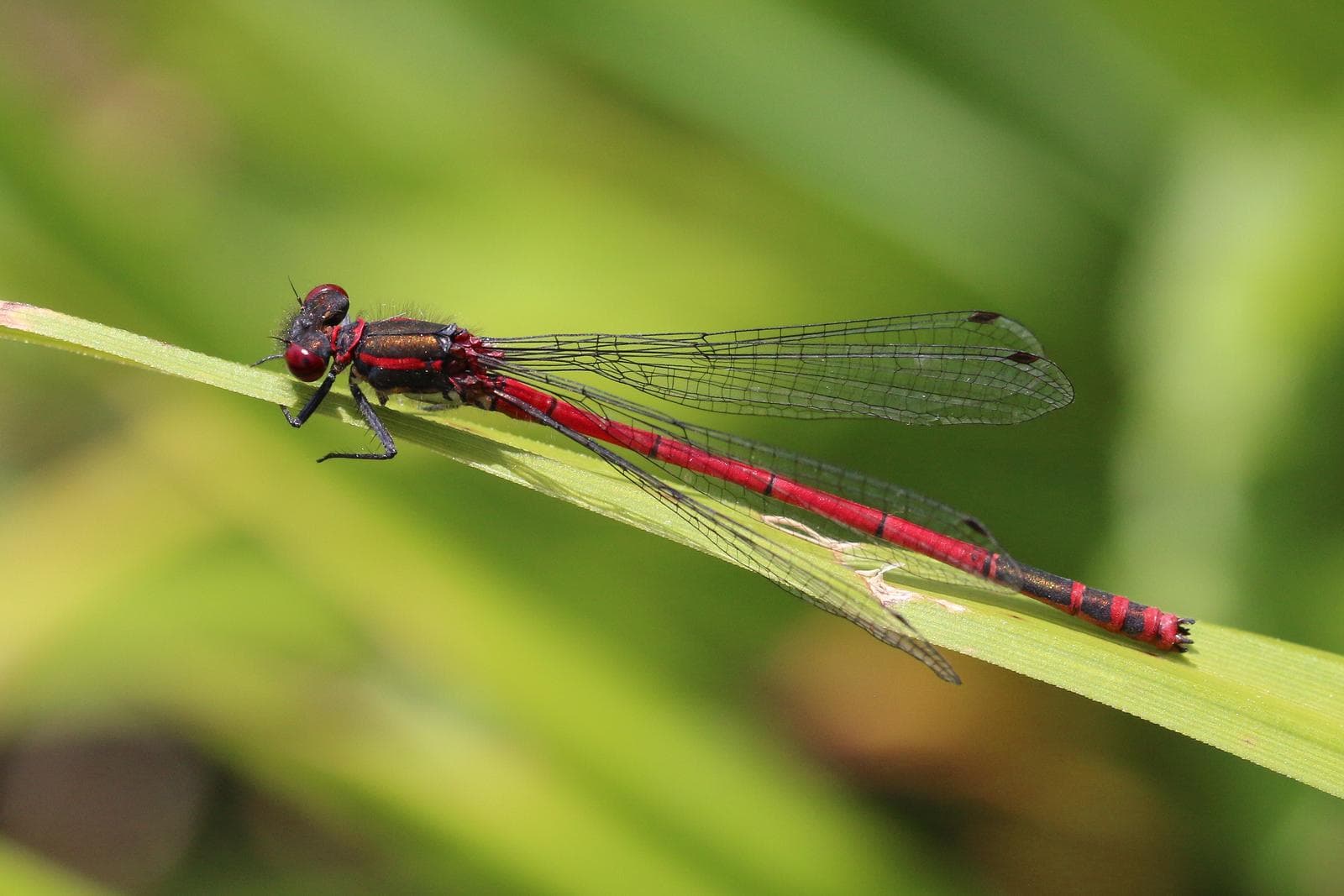 Pyrrhosoma nymphula — 1/3