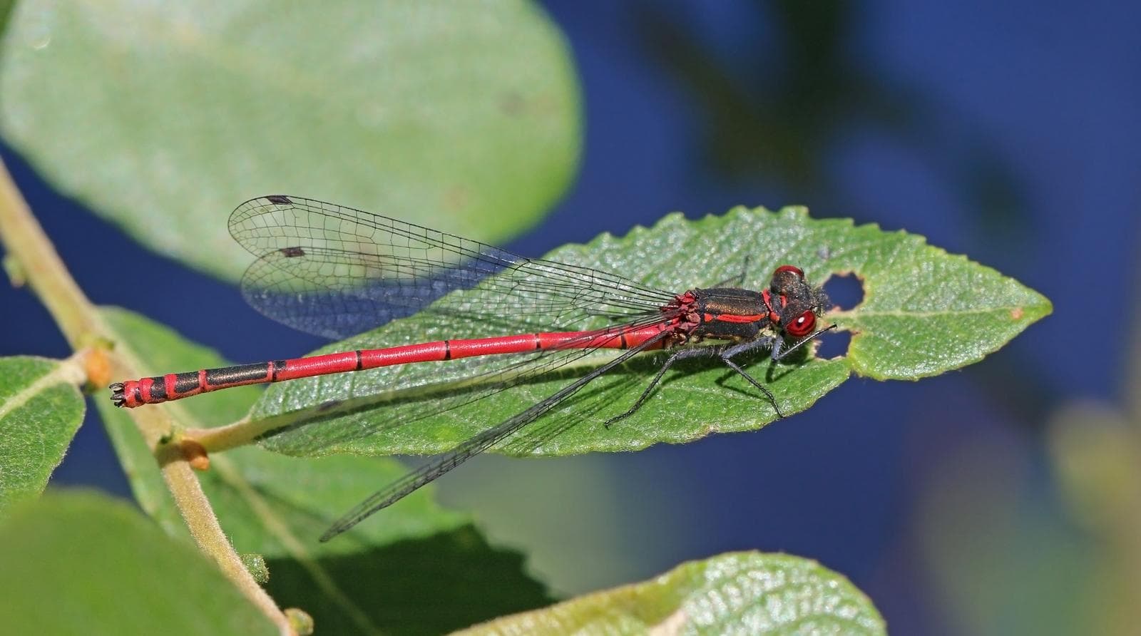 Pyrrhosoma nymphula — 2/3