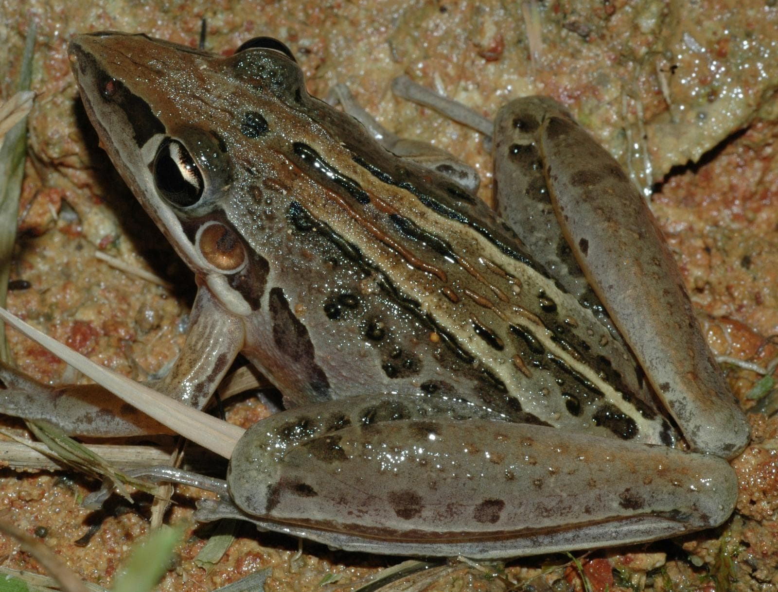 Raketgroda — 1/3