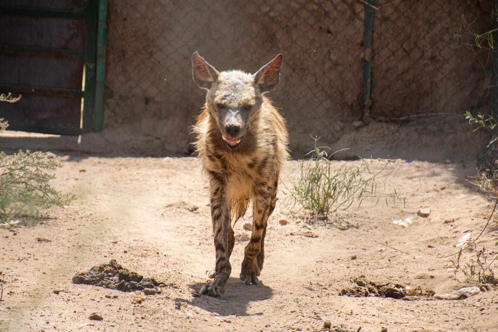 Randig hyena — 2/3