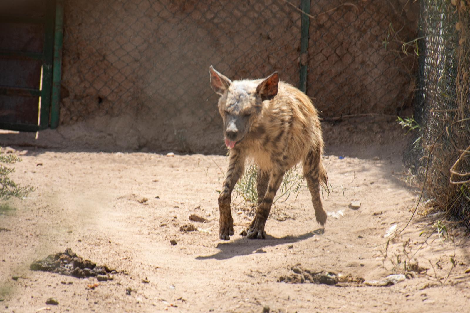 Randig hyena — 3/3