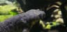 Revbensgrodsalamander