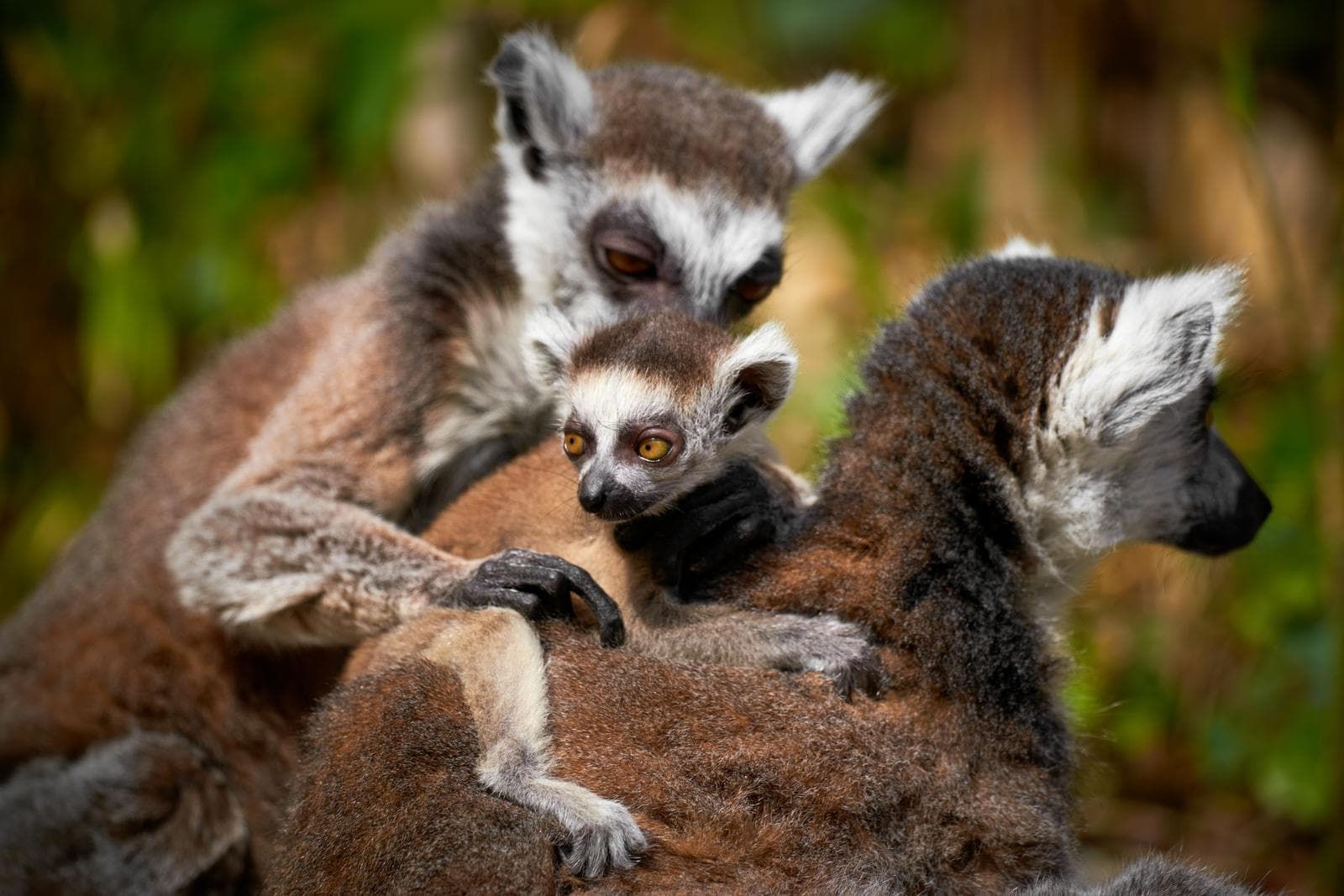Ringsvansad lemur — 2/4