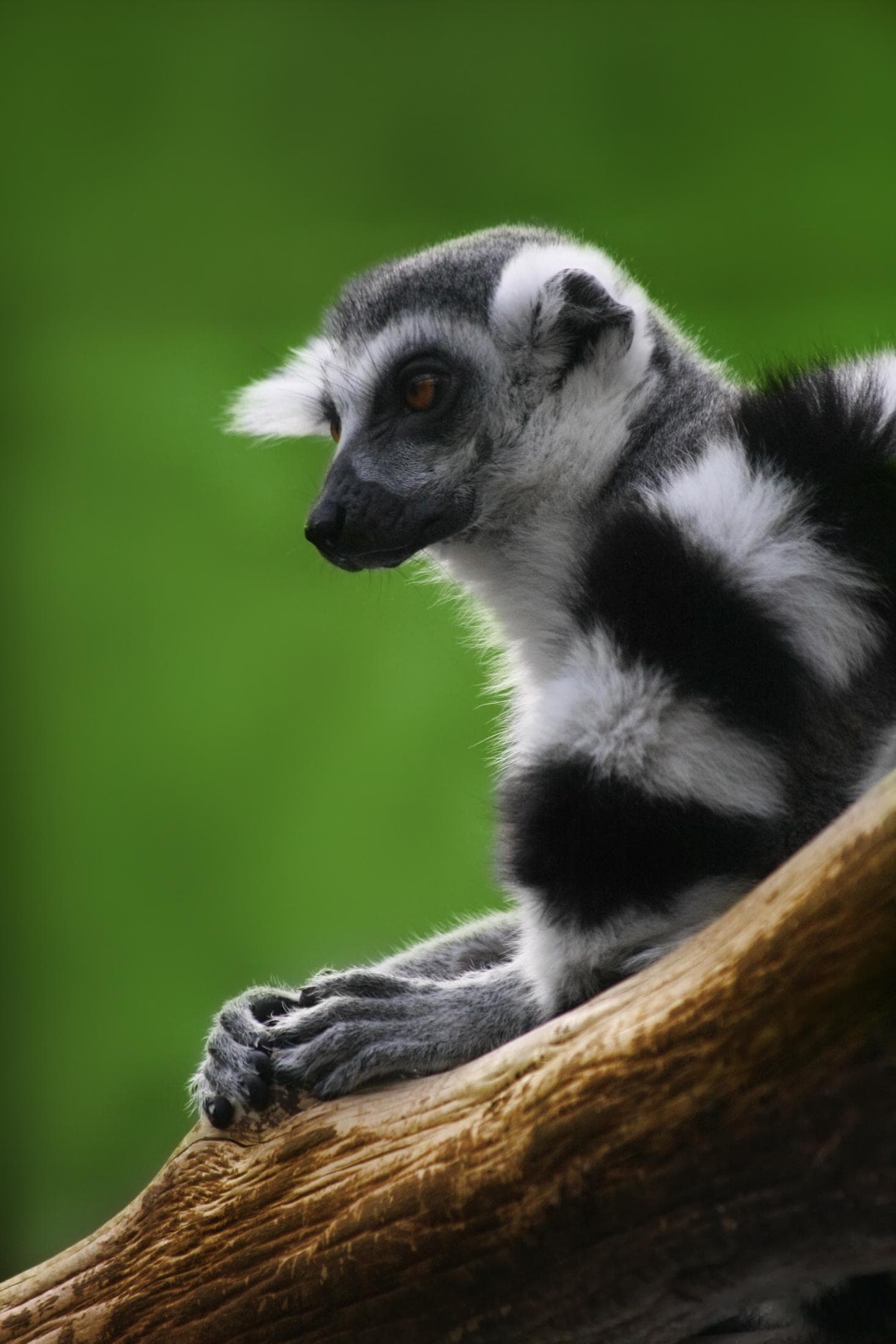 Ringsvansad lemur — 3/4