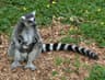 Ringsvansad lemur