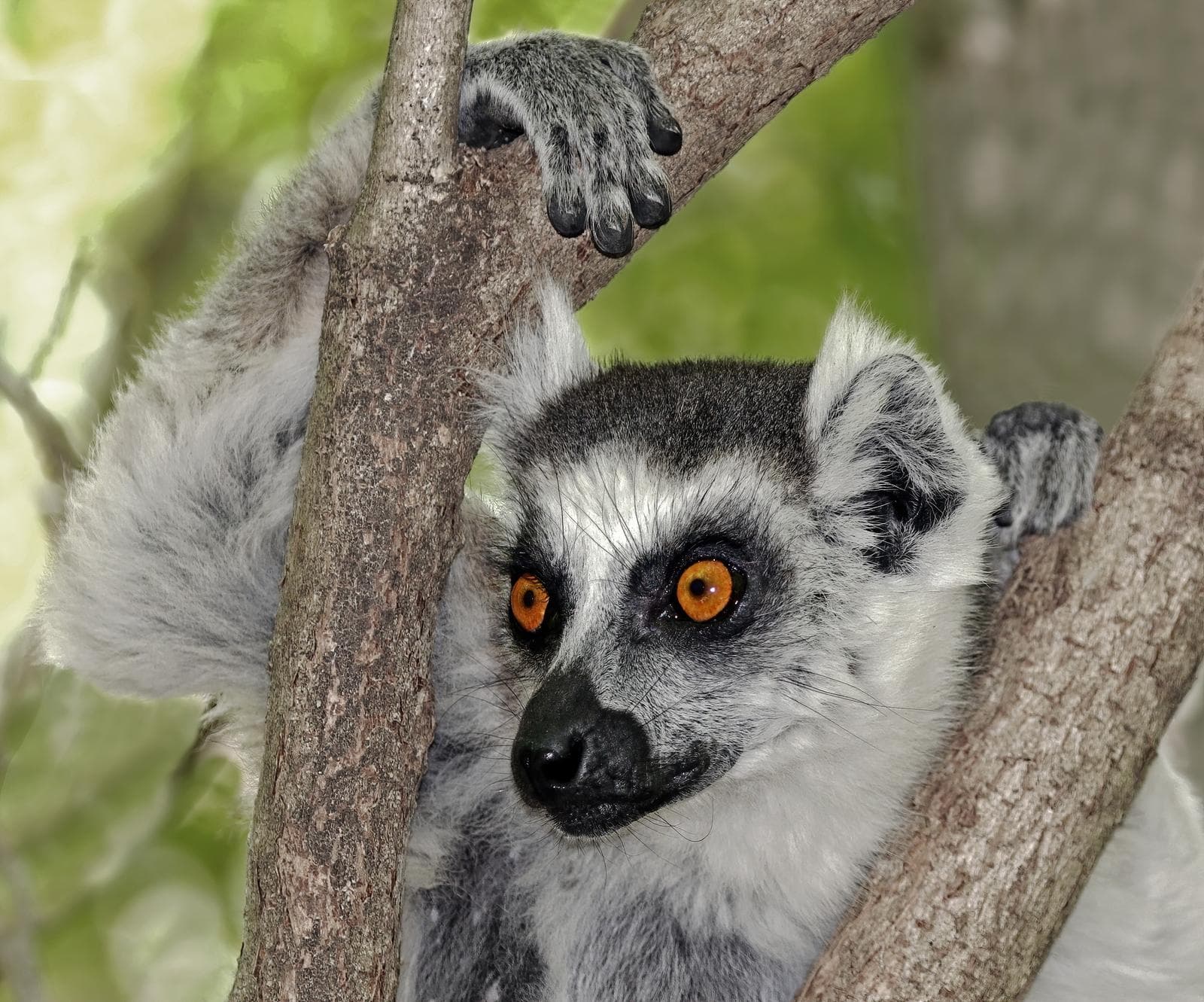 Ringsvansad lemur — 4/4