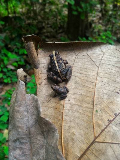 Risgroda