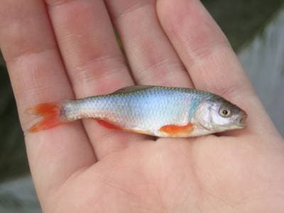 Röd shiner