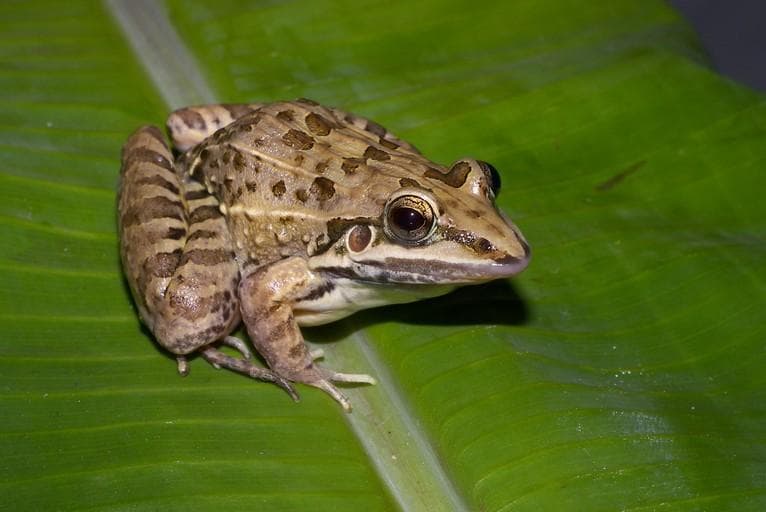 Rödbrungröda (Leptodactylus fuscus) — 2/3