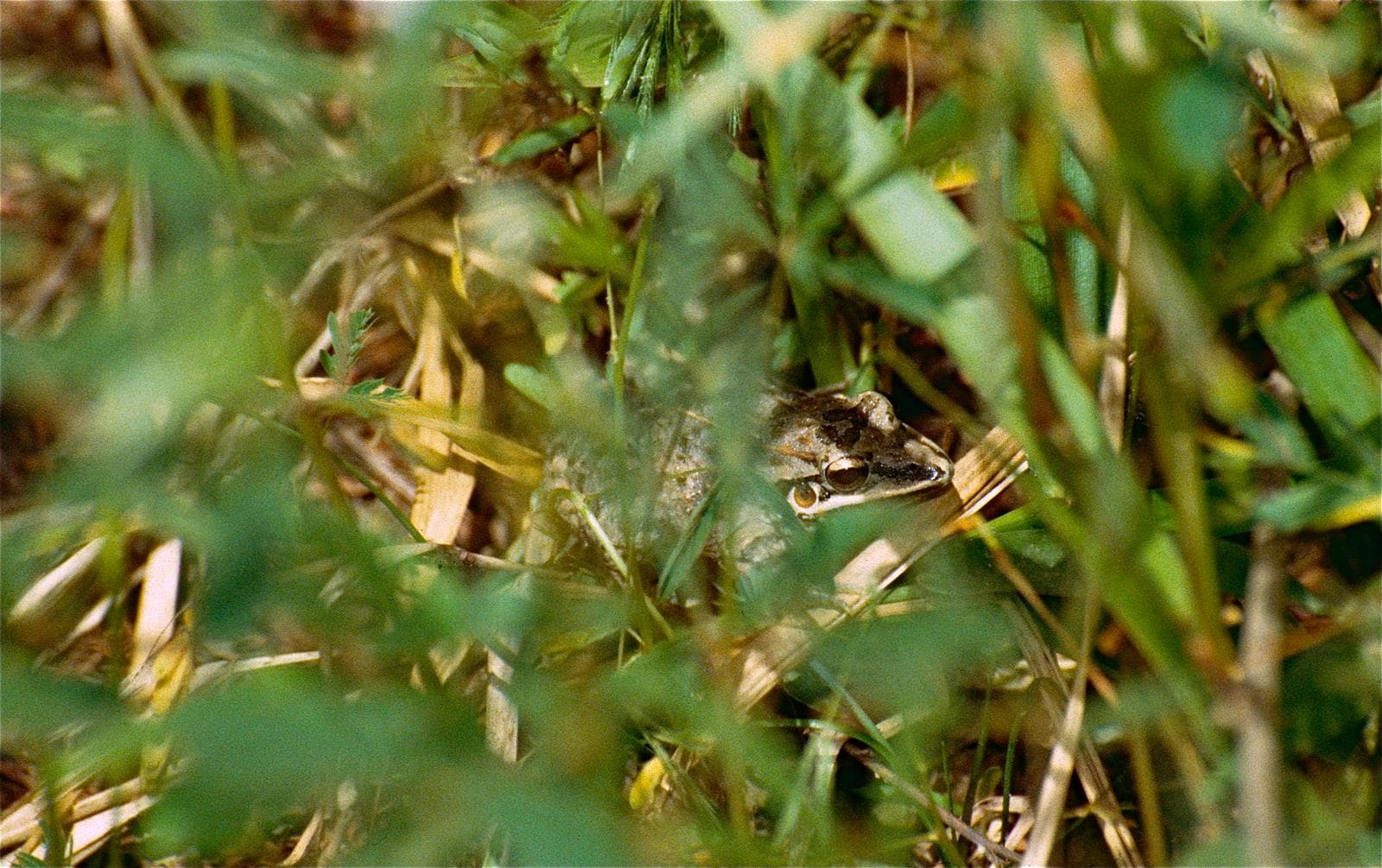 Rödbrungröda (Leptodactylus fuscus) — 3/3