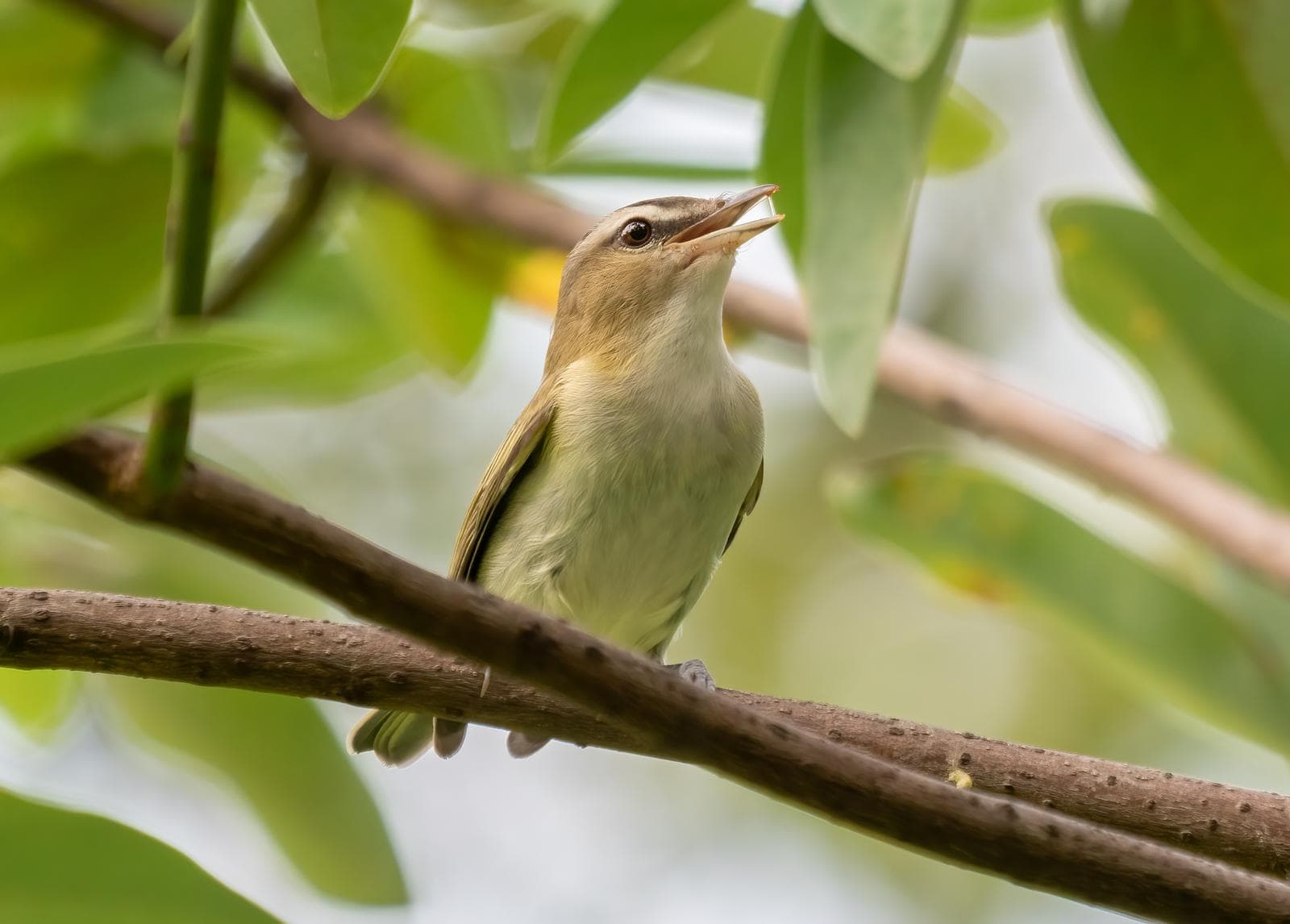 Rödögd vireo — 1/3