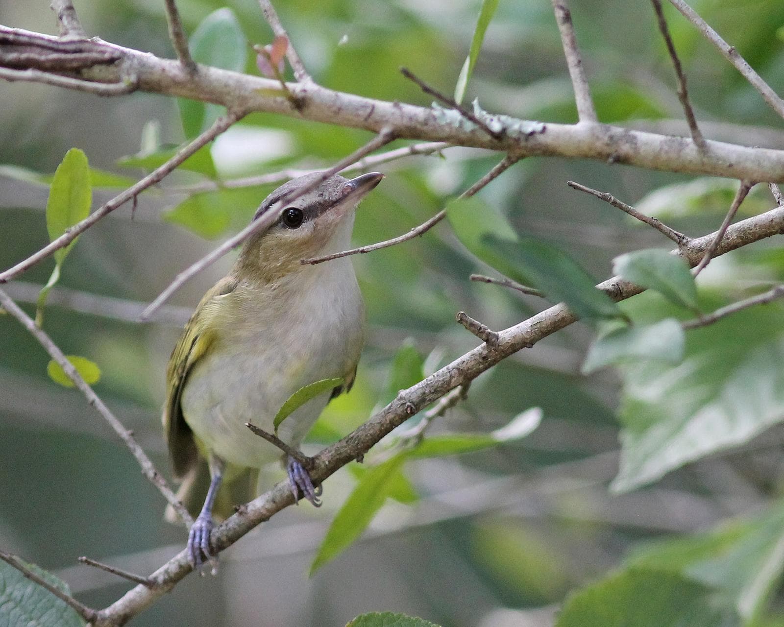 Rödögd vireo — 3/3