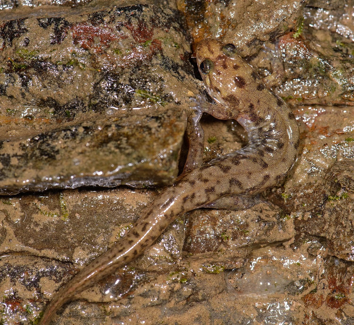 Sälsalamander — 3/3