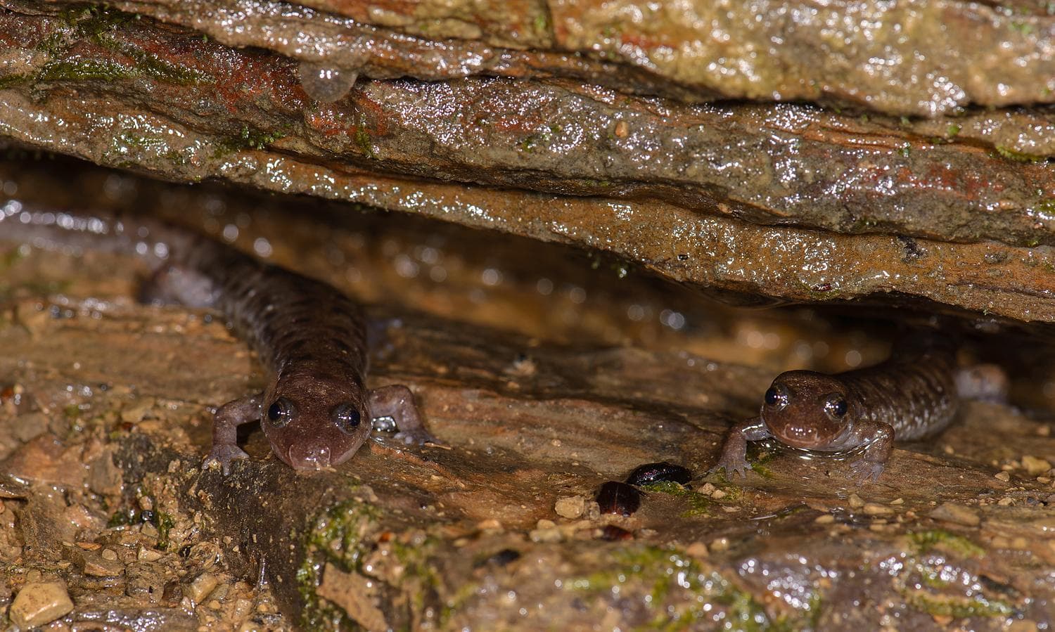 Sälsalamander — 2/3