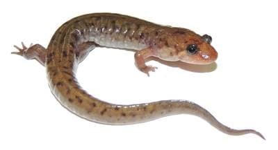 Sälsalamander