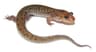 Sälsalamander