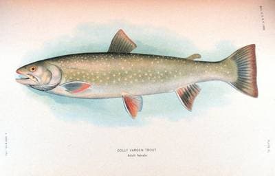 Salvelinus malma
