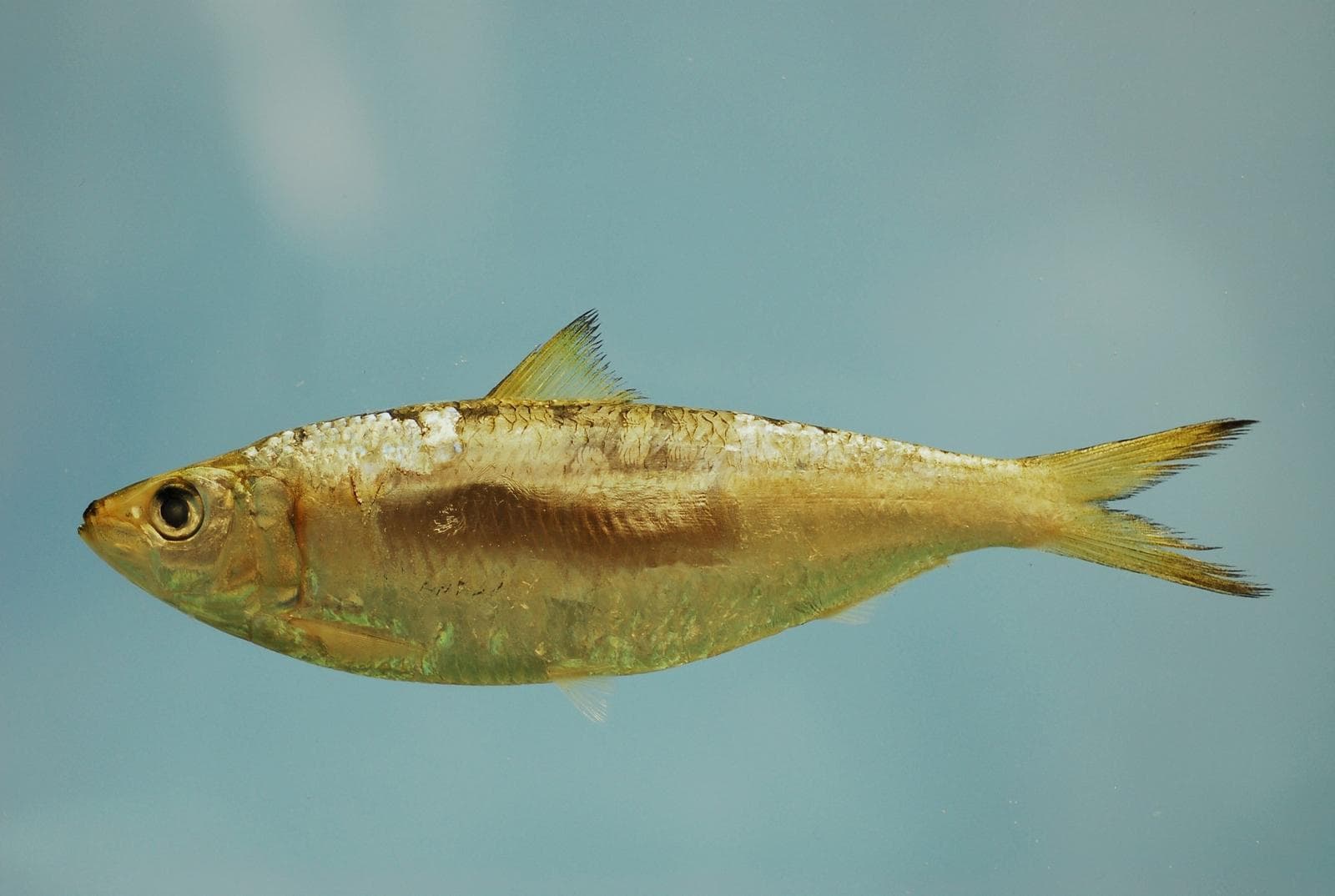 Sardinella aurita — 1/3