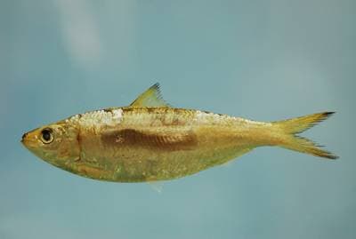 Sardinella aurita