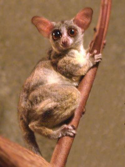 Senegal galago