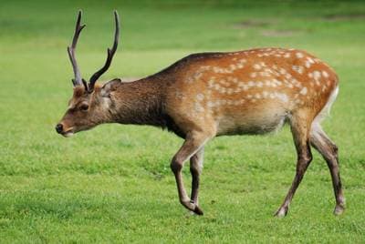 Sika