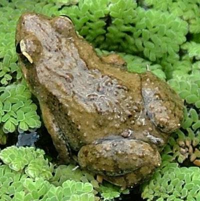 Slättgroda