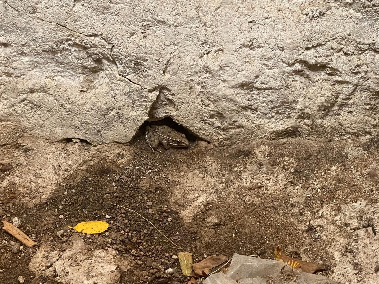 Slättleopardgroda — 2/3