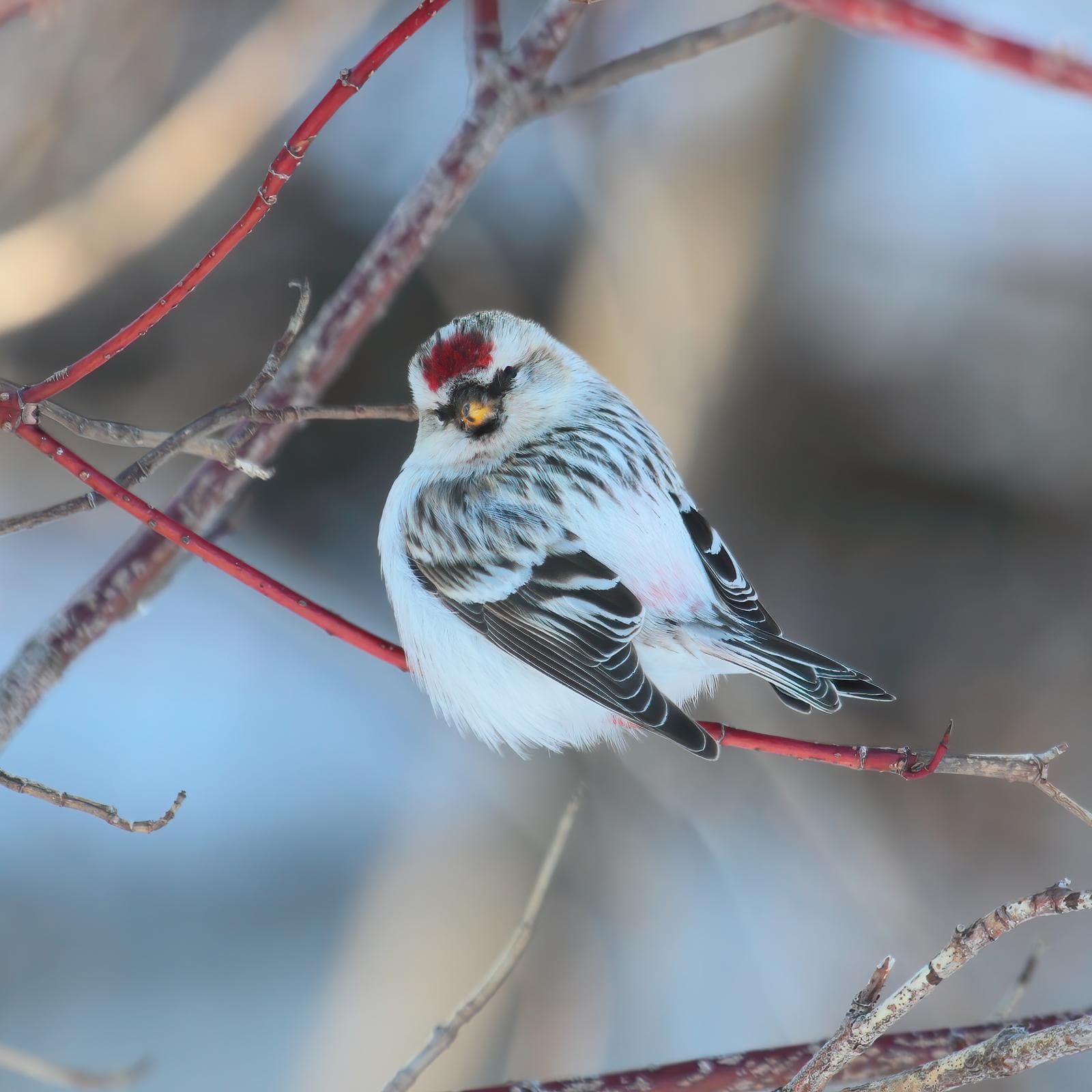 Snösiska — 1/3