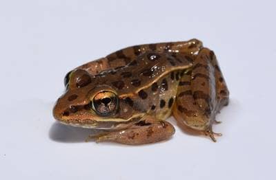 Södra leopardgrodan
