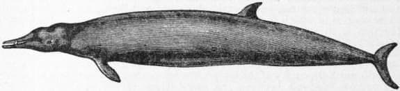 Sowerby's näbbval — 2/3