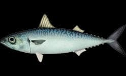 Spansk makrill — 1/3