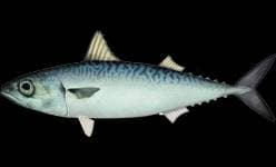 Spansk makrill