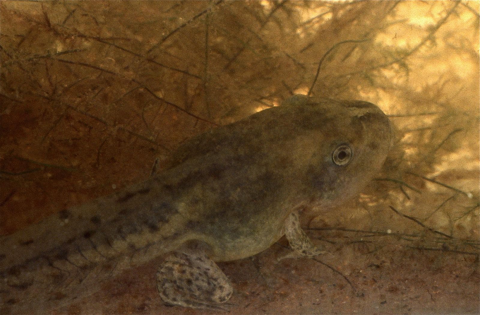 Sporrgrodor (Pelobates cultripes) — 2/3