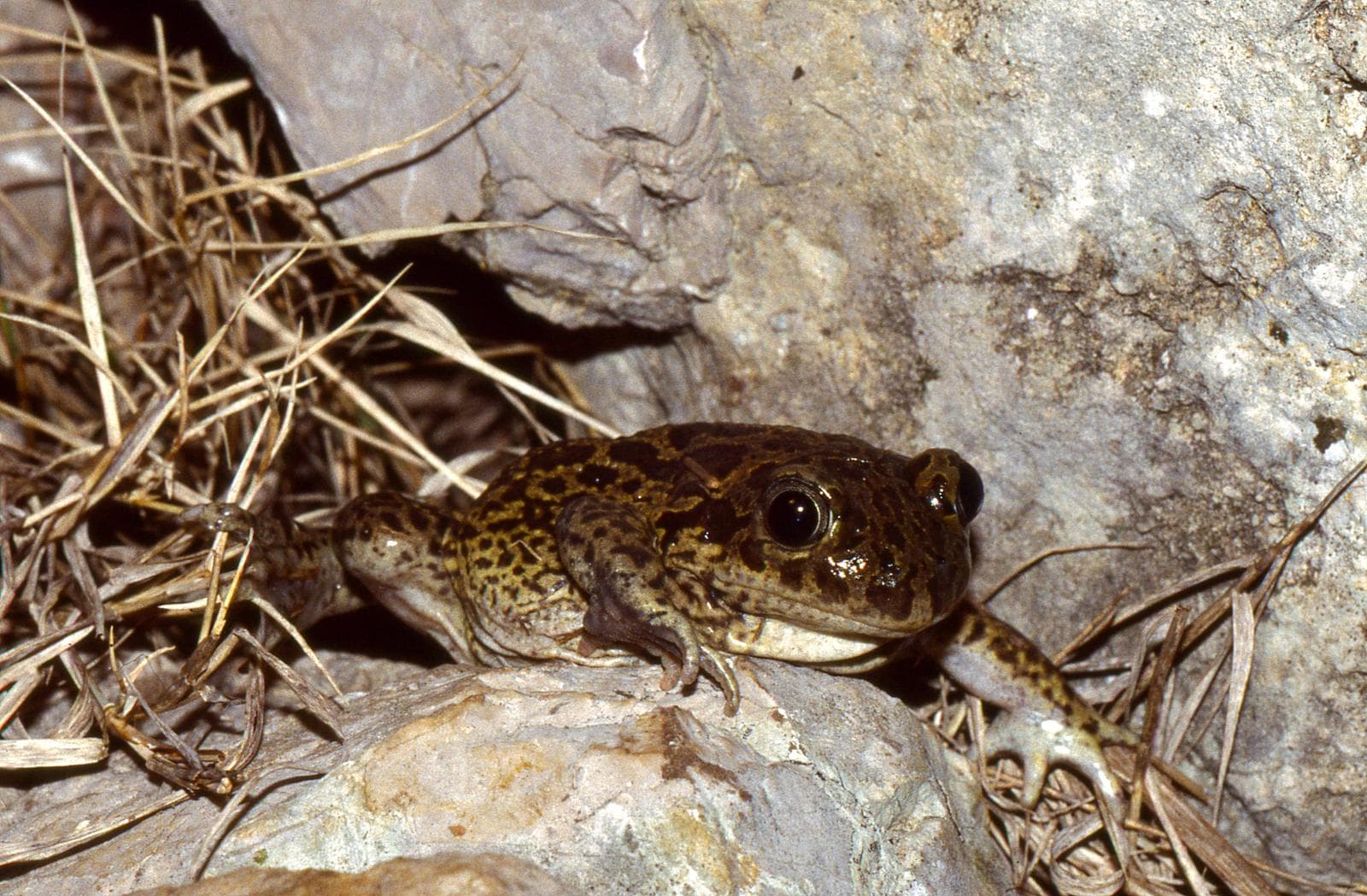 Sporrgrodor (Pelobates cultripes) — 1/3