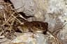 Sporrgrodor (Pelobates cultripes)