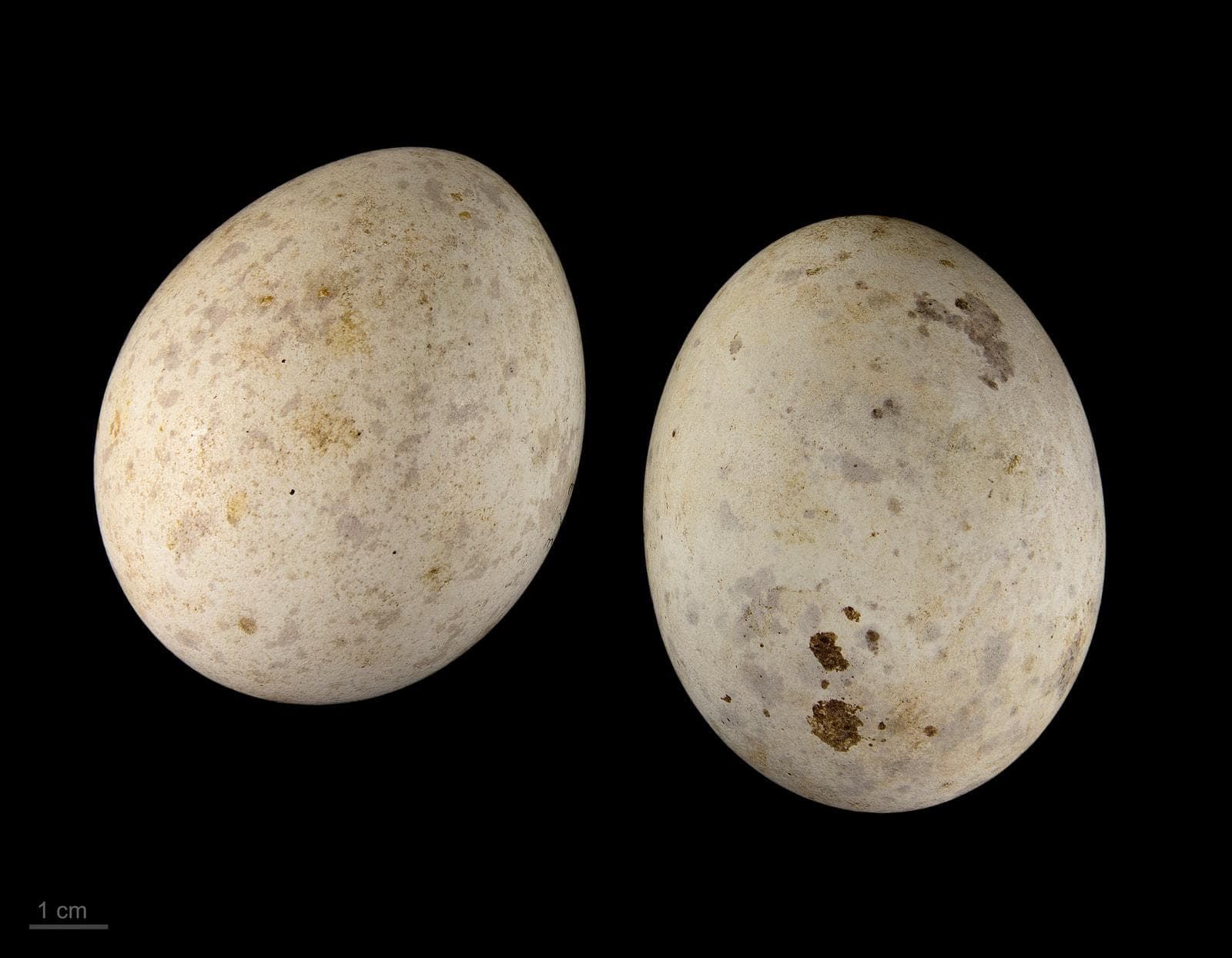 Större skrikörn — 2/3