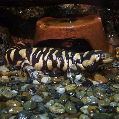 Strimmig tigersalamander