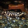 Strimmig tigersalamander