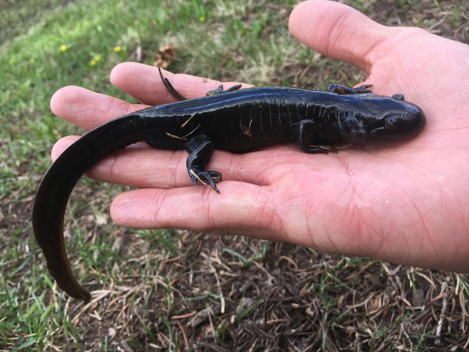 Strimmig tigersalamander — 2/3