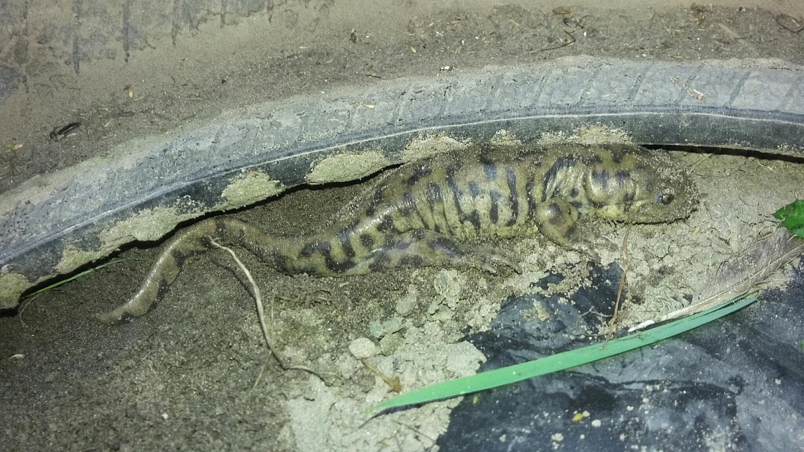 Strimmig tigersalamander — 3/3