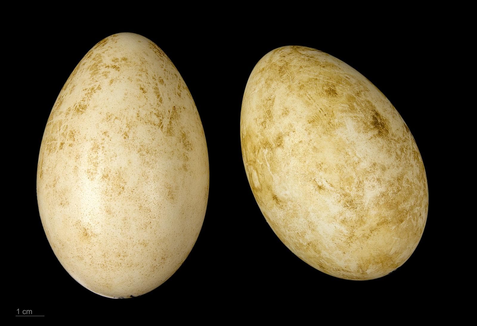 Strimskallig gås — 1/3