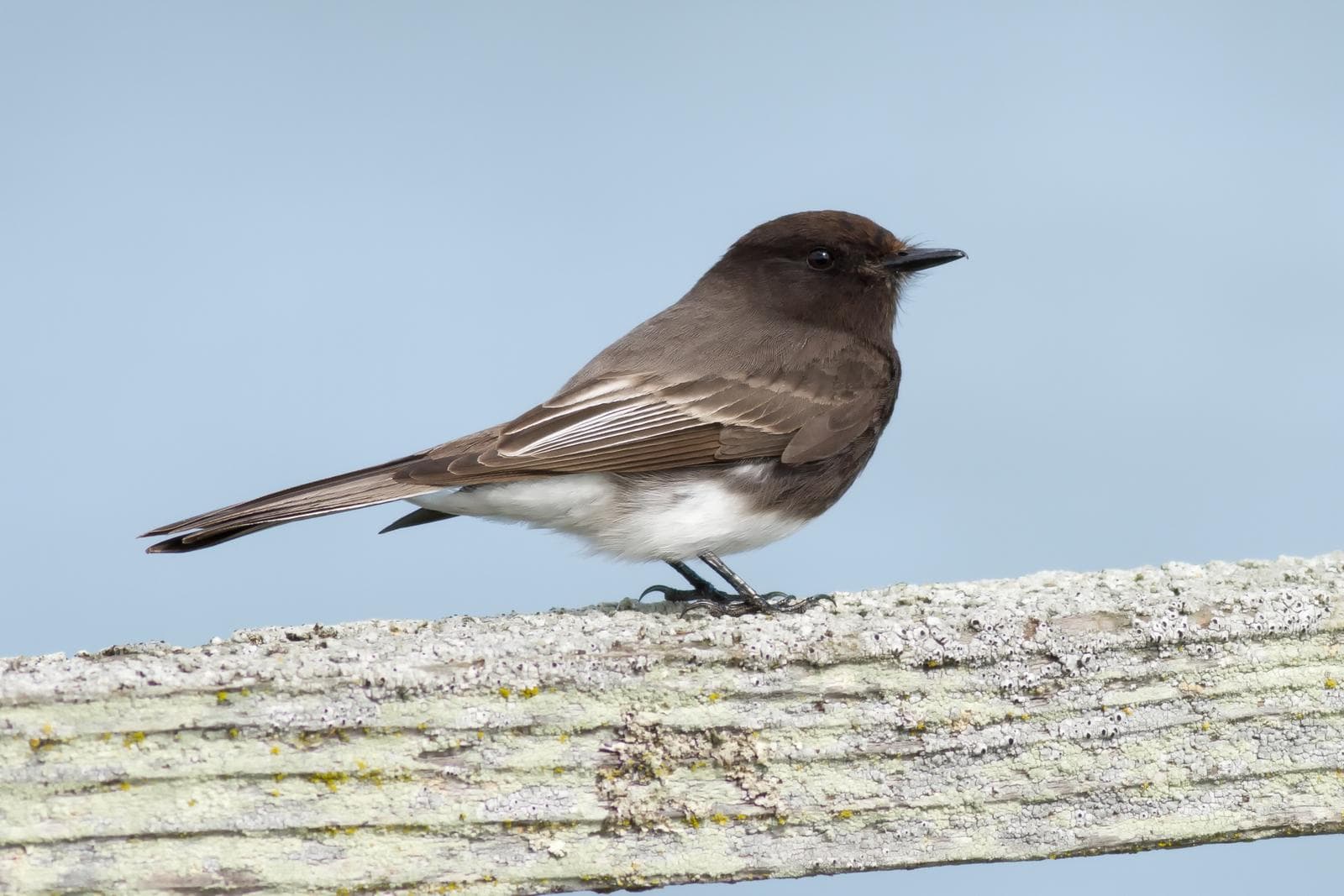 Svart phoebe — 2/3