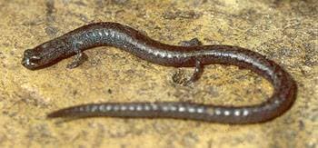 Svartbukig slanksalamander