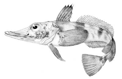 Svartfenad isfisk